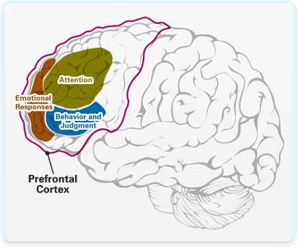 What are the common results of prefrontal cortex damage?